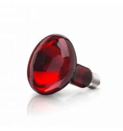 Bóng đèn hồng ngoại Philip 100W
